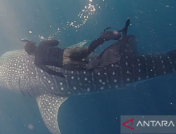 Wisata Hiu Paus di Pulau Miang Kutai Timur Jadi Magnet Baru Wisata Bahari Kaltim