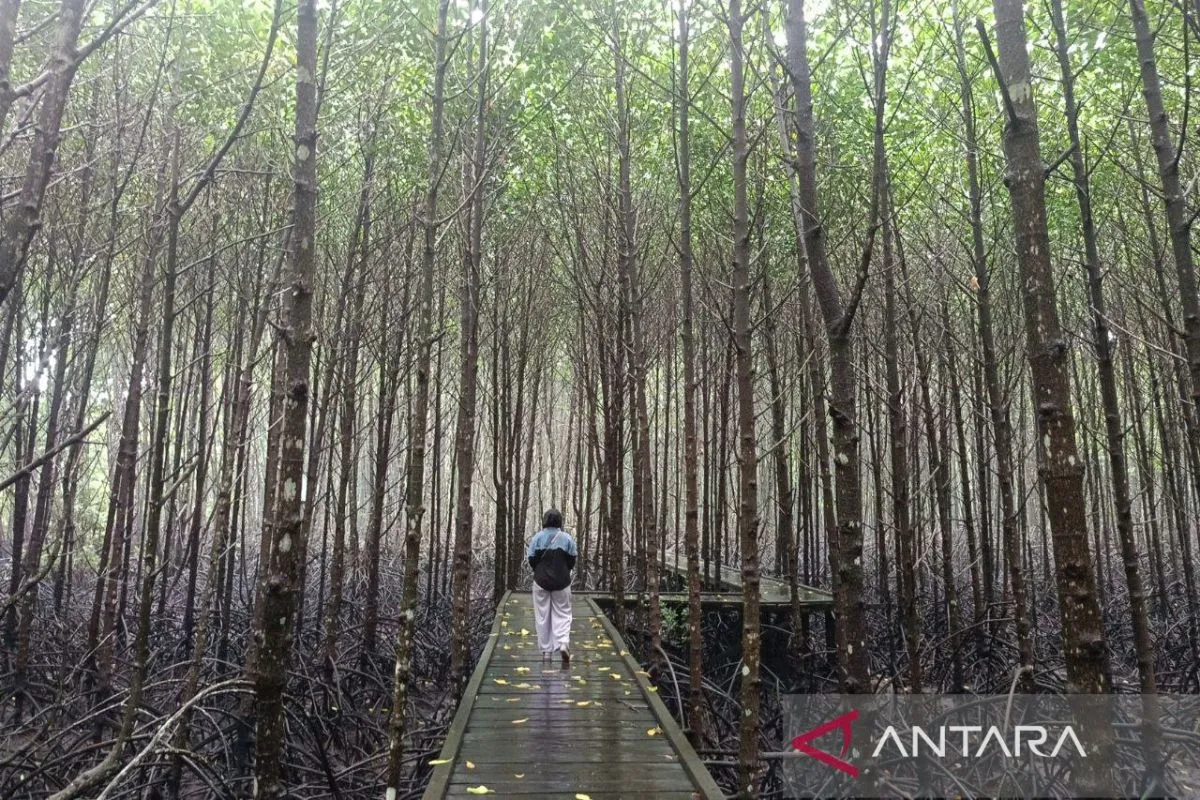 Bontang Mangrove Park, wisata mangrove Bontang, konservasi mangrove, ekowisata Kalimantan Timur, ekonomi hijau