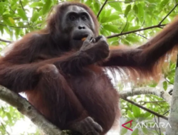 Prevab Mentoko di TN Kutai Jadi Magnet Peneliti Asing untuk Amati Orang Utan Liar