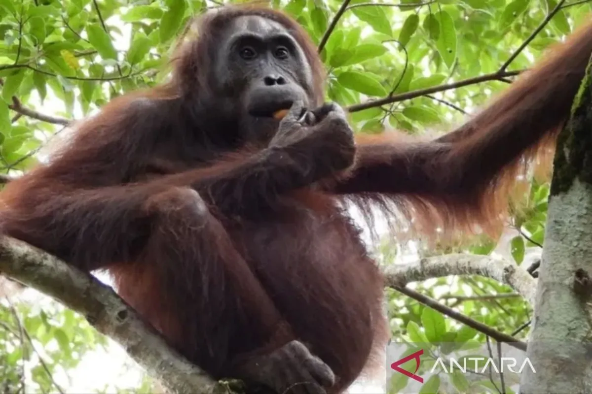 Prevab Mentoko, TN Kutai, orang utan liar, peneliti mancanegara, wisata Kalimantan Timur