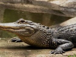 Ancaman Buaya Kian Nyata, Gideon Dorong Evaluasi Penanganan