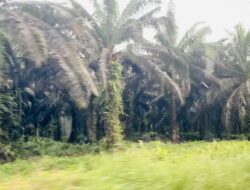 DPRD Berau Dorong Peran Aktif Disbun Perhatikan Kualitas TBS