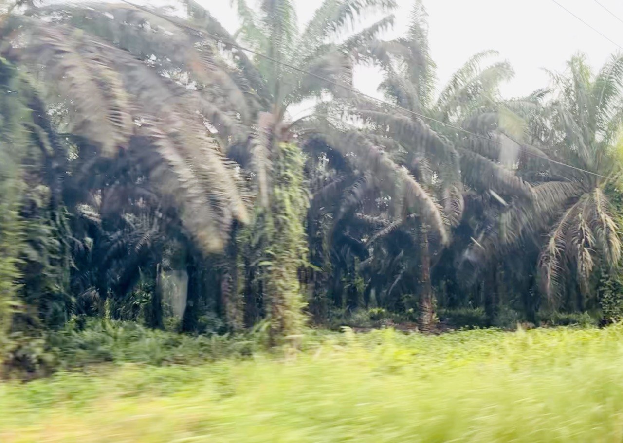 DPRD Berau Dorong Peran Aktif Disbun Perhatikan Kualitas TBS