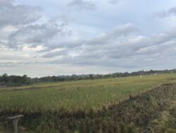 Produksi Lokal Masih Minim, Ketahanan Pangan Berau Diuji