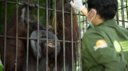 Karhutla di Labanan Nyaris Bakar Kandang Orangutan