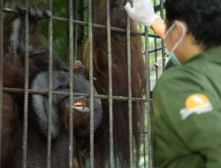 Karhutla di Labanan Nyaris Bakar Kandang Orangutan