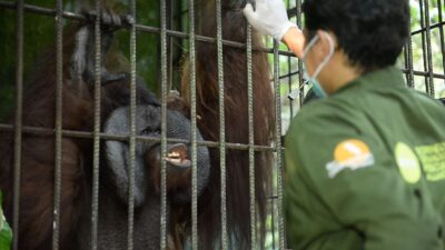 Karhutla di Labanan Nyaris Bakar Kandang Orangutan