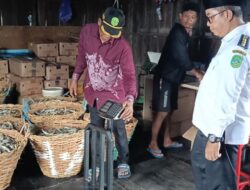 Kemarau Panjang, Ekspor Ikan Asin Kukar ke China Anjlok